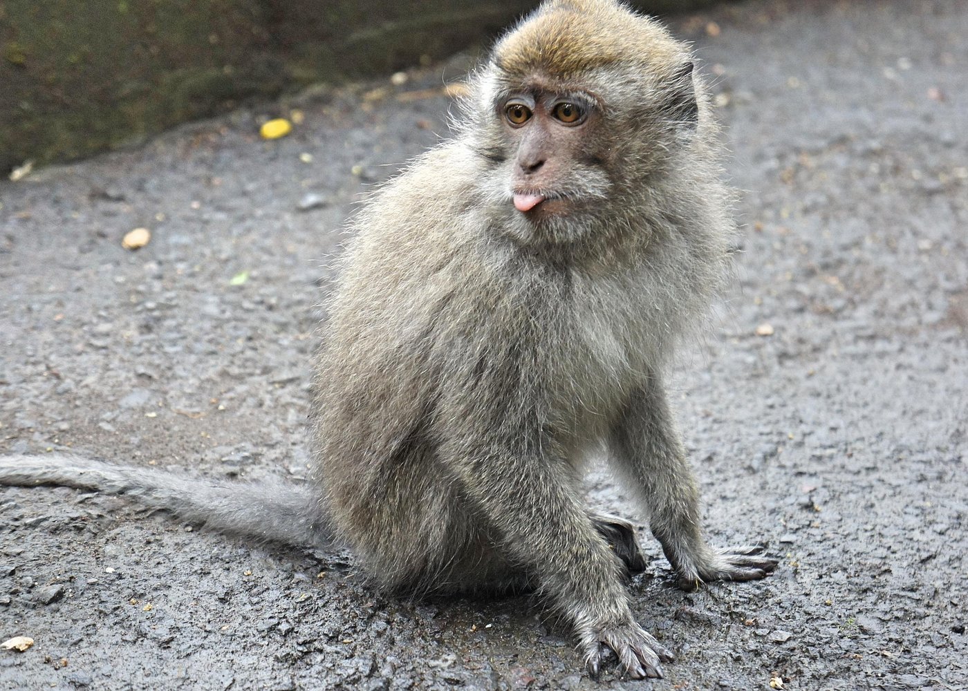 Long-tailed macaque family at Sangeh Monkey Forest