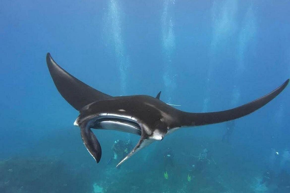 Manta ray swimming through clear blue water above the reef