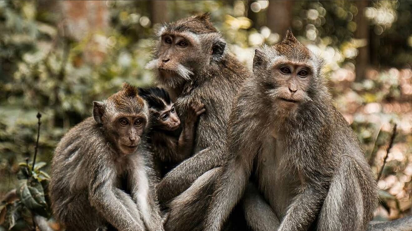 Family of long-tailed monkeys at Sangeh Monkey Forest