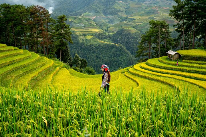 Jatiluwih UNESCO rice terraces in afternoon light