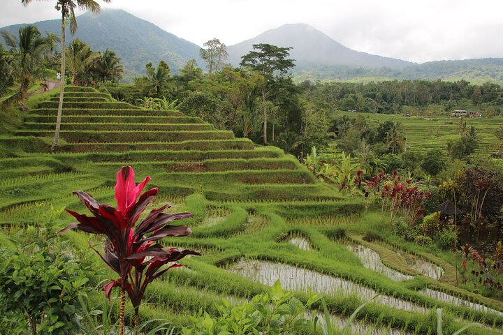 Tegalalang rice terraces stepped down a verdant valley